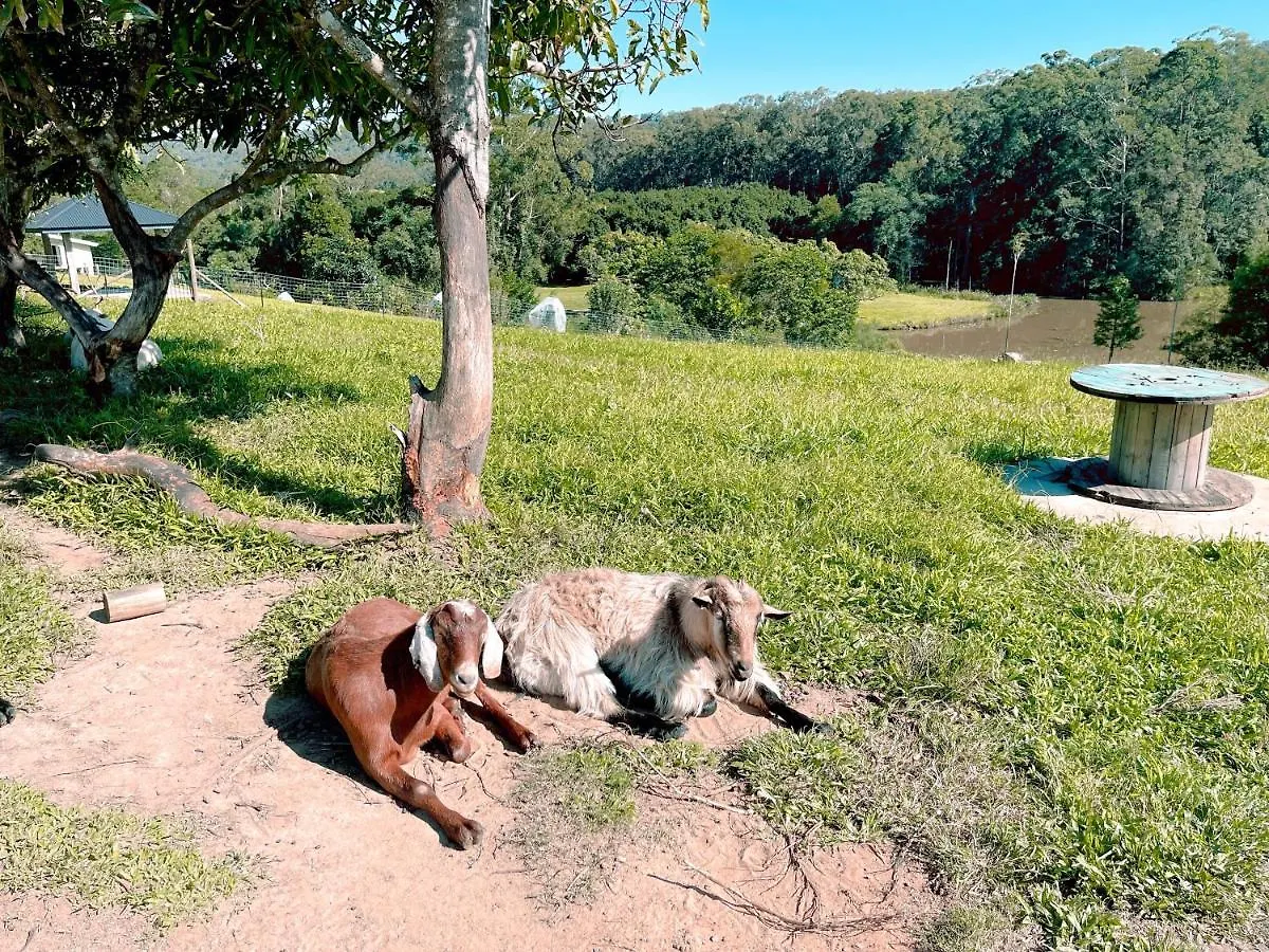 Seven Peaks Farm Stay Beerwah Australia