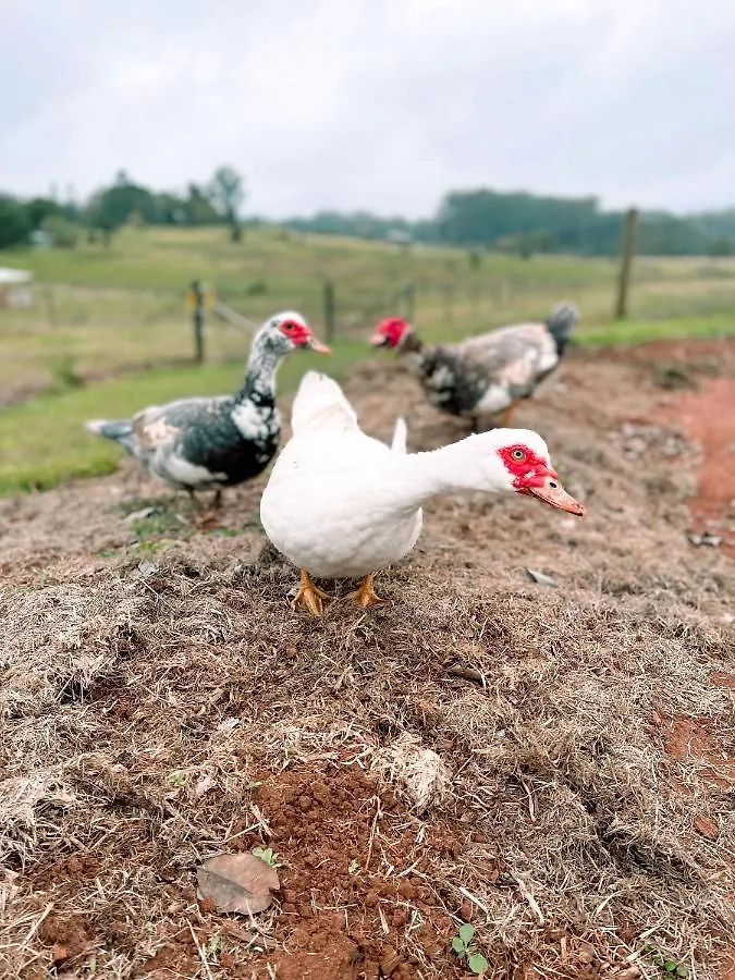 Seven Peaks Farm Stay Beerwah